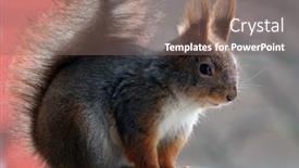  Presentation with red grey - PPT theme featuring cute-grey-and-red-squirrel background and a violet colored foreground