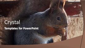  Presentation with red grey - PPT theme featuring cute-grey-and-red-squirrel background and a tawny brown colored foreground