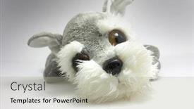  Presentation with toy - Amazing presentation having cute-grey-terrier-fluffy-toy backdrop and a light gray colored foreground