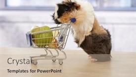  Presentation with guinea pig - Theme having cute guinea pig with shopping cart full of fruits background and a soft green colored foreground