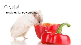  Presentation with pepper - Presentation design enhanced with cute-hamster-and-pepper-salad background and a  colored foreground
