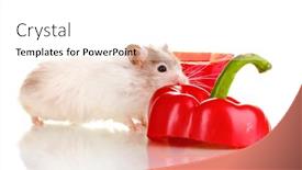  Presentation with pepper - PPT layouts enhanced with cute-hamster-and-pepper-salad background and a  colored foreground