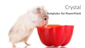  Presentation with pepper - PPT theme with cute-hamster-and-pepper-salad background and a  colored foreground