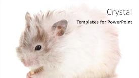  Presentation with white cheese - 