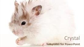  Presentation with white cheese - Cool new PPT layouts with cute-hamster-eating-cheese-isolated backdrop and a cream colored foreground
