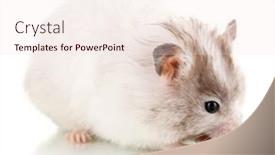  Presentation with sunflower sunflower sunflower sunflower sunflower - 