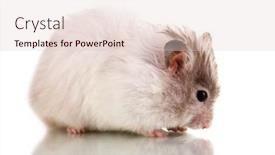  Presentation with sunflower - 