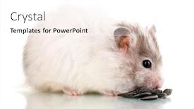  Presentation with sunflower - 