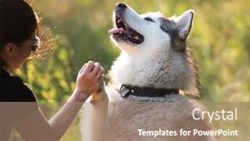  Presentation with dog - Slide set consisting of cute-happy-alaskan-malamut-dog background and a coral colored foreground