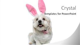  Presentation with dog - Audience pleasing presentation consisting of cute-happy-bichon-dog-sticking backdrop and a white colored foreground