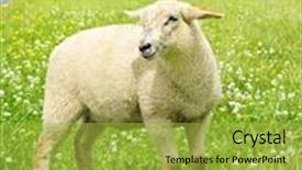  Presentation with sheep - Theme with cute happy sheep or lamb in green meadow background and a yellow colored foreground