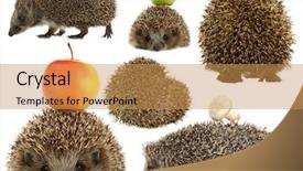  Presentation with brown sugar isolated on white - Amazing slide set having baby spine - collage of cute hedgehog isolated backdrop and a yellow colored foreground