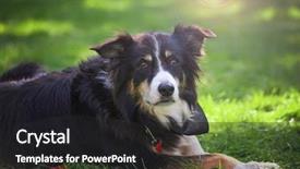  Presentation with flare - Presentation theme with cute herding dog on the grass at a local park during summer with a lens flare background and a dark gray colored foreground