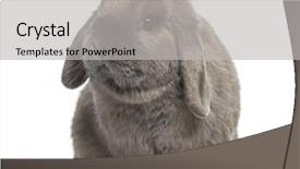  Presentation with rabbit - Slides enhanced with cute holland lop rabbit isolated background and a light gray colored foreground