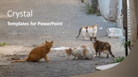  Presentation with food city - Presentation theme enhanced with cute-homeless-fluffy-white background and a gray colored foreground