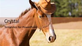  Presentation with cowboy hat - Slides consisting of cute horse wearing a cowboy background and a coral colored foreground