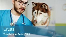  Presentation with husky - Presentation theme enhanced with cute husky dog looking background and a teal colored foreground