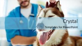  Presentation with cute nursing anime - Slide deck featuring cute husky enjoying while veterinarian background and a light blue colored foreground