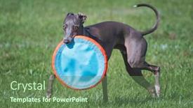  Presentation with frisbee - Slides featuring cute-italian-greyhound-catching background and a tawny brown colored foreground