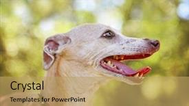  Presentation with sunny fall - Amazing PPT theme having cute italian greyhound dressed backdrop and a yellow colored foreground