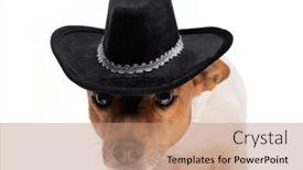  Presentation with cowboy hat - PPT layouts enhanced with cute-jack-russell-terrier-dog background and a coral colored foreground