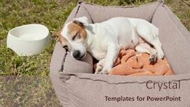 Presentation with green house - Slide set with cute-jack-russell-terrier-sleeping background and a coral colored foreground