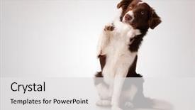  Presentation with border - Presentation theme consisting of cute junior brown border collie background and a white colored foreground