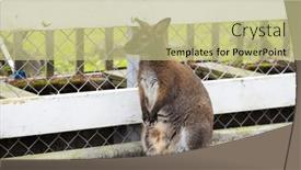  Presentation with kangaroo - PPT layouts enhanced with cute-kangaroo-at-the-zoo and a  colored foreground