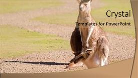  Presentation with kangaroo - Audience pleasing PPT layouts consisting of cute kangaroo with joey backdrop and a  colored foreground