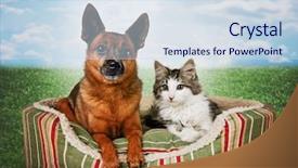  Presentation with hello kitty cute little kitten - Audience pleasing slides consisting of cute kitten and chihuahua mix backdrop and a sky blue colored foreground