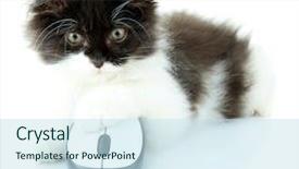  Presentation with kitten computer - Slide set with cute kitten and computer mouse background and a sky blue colored foreground