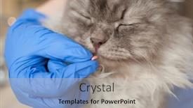  Presentation with kitten - Slide deck enhanced with cute-kitten-getting-a-pill background and a light gray colored foreground