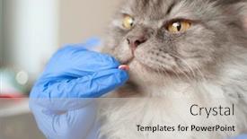  Presentation with kitten - Amazing PPT theme having cute-kitten-getting-a-pill backdrop and a light gray colored foreground