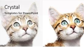  Presentation with kitten computer - Amazing presentation design having cute kitten looking up before and after computer retouching backdrop and a white colored foreground