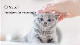 Presentation with british - Cool new PPT layouts with cute kitten loves being stroked backdrop and a lemonade colored foreground