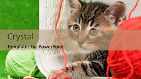 Presentation with thread - Slides enhanced with cute kitten playing red clew of thread in box on artificial green grass background and a coral colored foreground