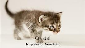  Presentation with kitten - Slide set featuring cute-kitten-small-cat-fluffy background and a lemonade colored foreground