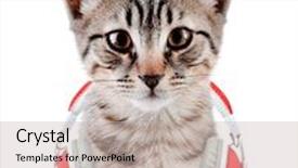  Presentation with kitten - Colorful presentation enhanced with cute kitten with headphones isolated on white backdrop and a soft green colored foreground