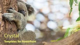  Presentation with cute - Cool new PPT theme with cute-koala-close-up backdrop and a violet colored foreground