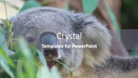  Presentation with cute - Audience pleasing slide deck consisting of cute-koala-close-up backdrop and a gray colored foreground