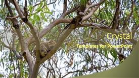  Presentation with eucalyptus australia - PPT theme with cute-koala-phascolarctos-cinereus-sleeps background and a tawny brown colored foreground