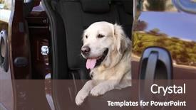  Presentation with car - Colorful slide deck enhanced with cute labrador dog in car backdrop and a violet colored foreground