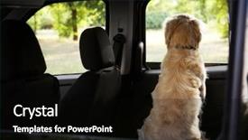  Presentation with golden car - Cool new PPT theme with cute labrador dog in car backdrop and a black colored foreground