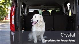  Presentation with golden car - PPT theme featuring cute labrador dog in car background and a dark gray colored foreground