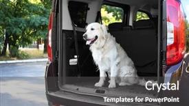  Presentation with golden car - Presentation with cute labrador dog in car background and a dark gray colored foreground