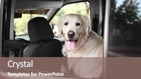  Presentation with cute cat and dog - Theme consisting of cute labrador dog in car background and a violet colored foreground