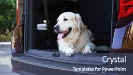  Presentation with cute cat and dog - Beautiful PPT layouts featuring cute labrador dog in car backdrop and a ocean colored foreground