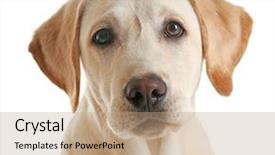  Presentation with cute cat and dog - PPT theme featuring cute labrador dog isolated background and a coral colored foreground