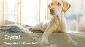  Presentation with carpet - Colorful slide set enhanced with cute labrador dog on gray backdrop and a coral colored foreground