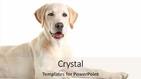  Presentation with dog baby cute child - Slides featuring cute labrador dog sitting isolated background and a lemonade colored foreground